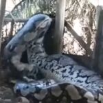 Cobra gigante aparece em aldeia e vídeo deixa internautas surpresos