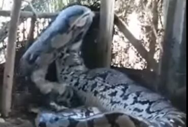 Cobra gigante aparece em aldeia e vídeo deixa internautas surpresos