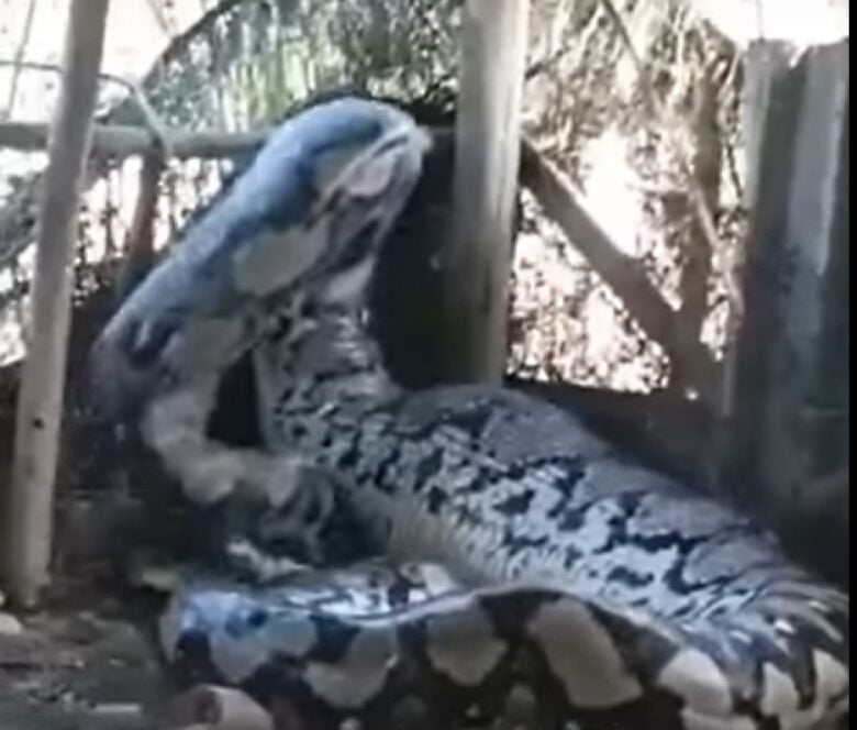 Cobra gigante aparece em aldeia e vídeo deixa internautas surpresos