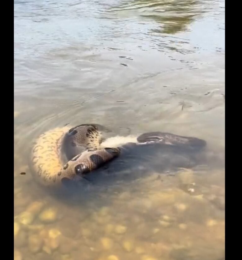 A sucuri é a maior cobra que vive no território brasileiro. Perde em tamanho apenas para a píton, de origem asiática.