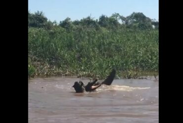 A batalha pela vida entre as feras do pantanal foi de tirar o fôlego entre os turistas que flagraram a cena.