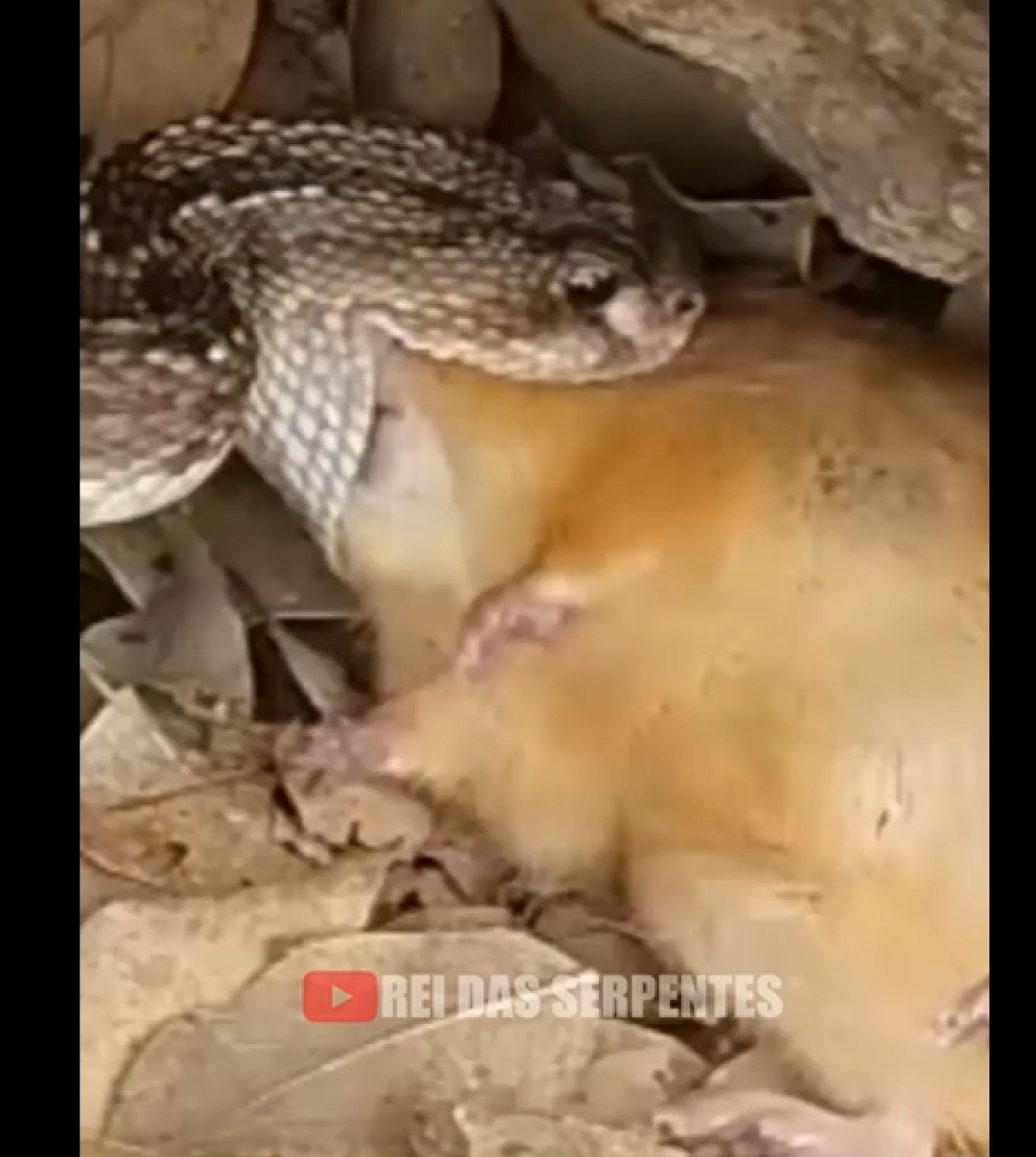 Vídeo: cobra sai de dentro de outra serpente durante resgate