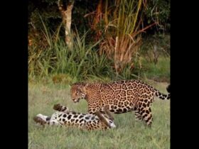 Onças foram flagradas em momento íntimo no Pantanal. Cena chamou a atenção dos fotógrafos.