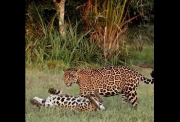 Onças foram flagradas em momento íntimo no Pantanal. Cena chamou a atenção dos fotógrafos.