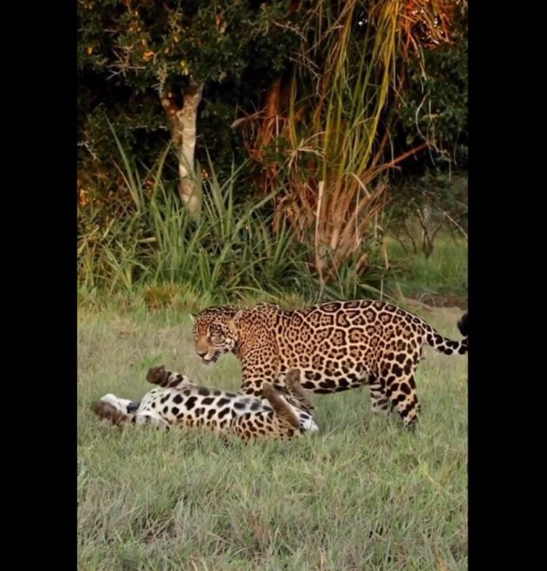 Onças foram flagradas em momento íntimo no Pantanal. Cena chamou a atenção dos fotógrafos.