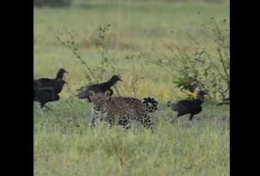 A poderosa onça-pintada (panthera onça) é a rainha do pantanal, ao passo que está no topo da cadeia alimentar, sendo o animal considerado o mais incrível superpredador.