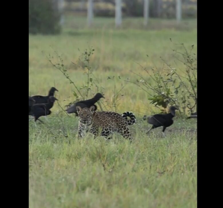 A poderosa onça-pintada (panthera onça) é a rainha do pantanal, ao passo que está no topo da cadeia alimentar, sendo o animal considerado o mais incrível superpredador.