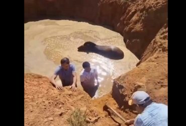 É um animal solitário e vive em territórios de 5 quilômetros quadrados de área, em média.