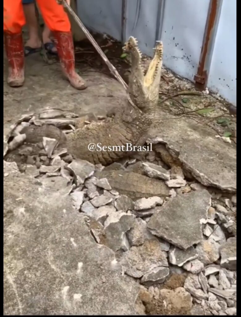 Os jacarés habitam as Américas, tendo desaparecido da Europa no Plioceno. Na América do Norte, ocorre, somente, o gênero Alligator.