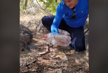 É considerado um animal viviparo porque os filhotes já nascem vivos e totalmente formados, prontos para seguir a vida.