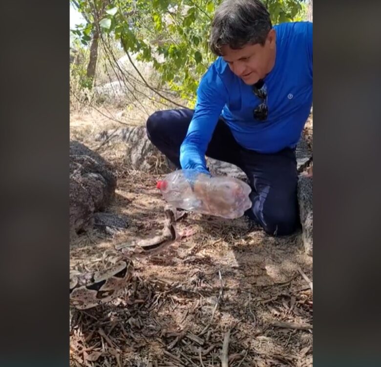 É considerado um animal viviparo porque os filhotes já nascem vivos e totalmente formados, prontos para seguir a vida.