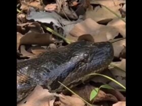 A cobra sucuri é a maior encontrada no Brasil. Ela não possui veneno e é rodeada de histórias de populares, que juram ter visto cobras com mais de 10 metros de comprimento.