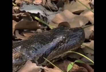 A cobra sucuri é a maior encontrada no Brasil. Ela não possui veneno e é rodeada de histórias de populares, que juram ter visto cobras com mais de 10 metros de comprimento.