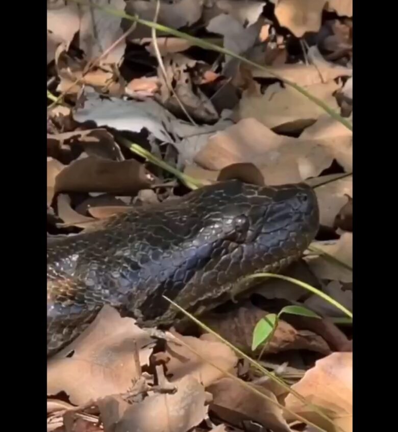 A cobra sucuri é a maior encontrada no Brasil. Ela não possui veneno e é rodeada de histórias de populares, que juram ter visto cobras com mais de 10 metros de comprimento.