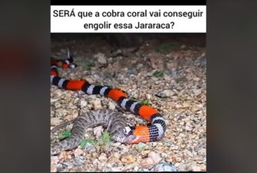 Mesmo sendo cobras com peçonha (veneno) poderosa, as cobras corais têm comportamento dócil e dificilmente atacam.