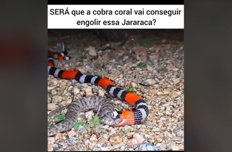 Mesmo sendo cobras com peçonha (veneno) poderosa, as cobras corais têm comportamento dócil e dificilmente atacam.