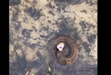 A jararaca é considerada a serpente peçonhenta mais comum encontrada na Mata Atlântica. Pode atingir em média 1,2 metros de comprimento.