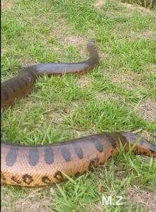 Cobra sucuri aparece as margens de rio durante pescaria