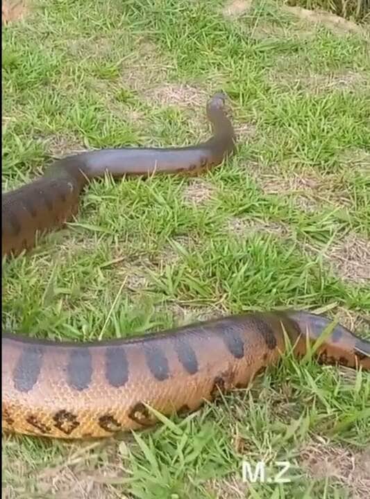 Cobra sucuri aparece as margens de rio durante pescaria