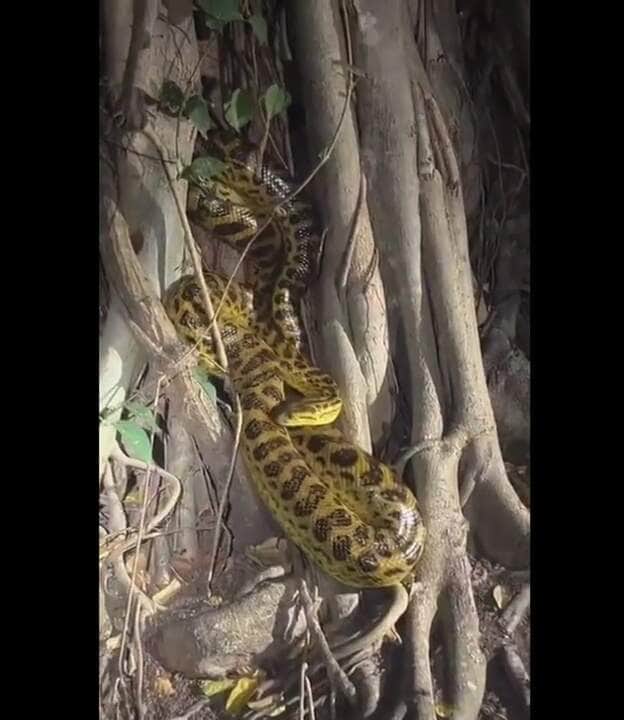 Quando está no período de acasalamento, a sucuri libera feromônios para atrair machos para reprodução, o que pode resultar na aproximação de vários machos.