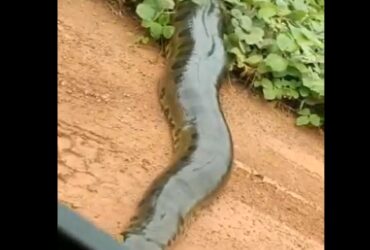 Enquanto encontros entre pessoas e anacondas podem ser perigosos, eles não caçam regularmente humanos. No entanto, ameaça de anacondas é um tropo familiar em histórias em quadrinhos, filmes e histórias de aventura na selva amazônica.