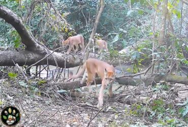 Possui coloração variando do cinzento ao marrom-avermelhado, com a ponta da cauda de cor preta, áreas laterais do focinho e ventre de cor brancas.