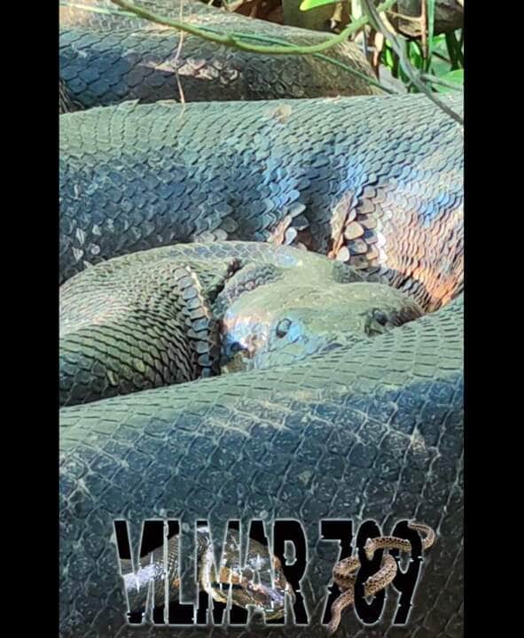 Essa troca de pele recebe o nome de ecdise, podendo ocorrer até cinco vezes no mesmo ano. São necessários alguns fatores para a ocorrência, como por exemplo: saúde e idade do animal, alimentação e condições do meio ambiente, como temperatura e umidade.