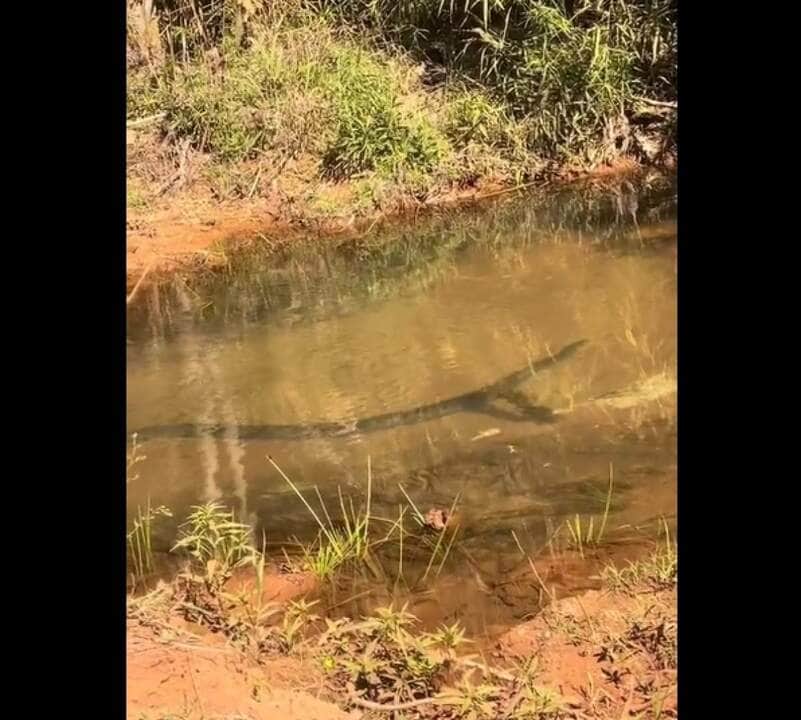 Sucuris são serpentes de grande porte e predadores de topo. Existem quatro espécies, todas pertencentes a família Boidae e gênero Eunectes.