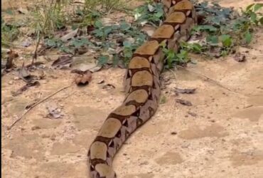 A jiboia é uma serpente da família Boidae, sendo encontrada nas Américas, África, na Europa, na Ásia e em algumas Ilhas do Oceano Pacífico.