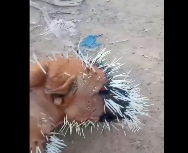 Os espinhos são eriçados, de cor castanha matizada com tons mais ou menos escuros, porém o pelo da barriga é creme ou esbranquiçado.