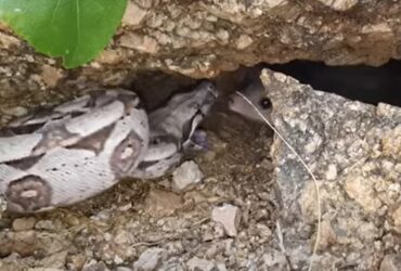 As garras são bem desenvolvidas e de formato curvo, e as patas têm pequenas almofadas marcadas com papilas dérmicas finas.