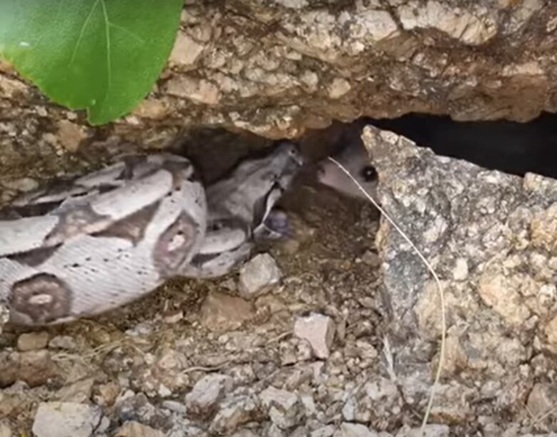 As garras são bem desenvolvidas e de formato curvo, e as patas têm pequenas almofadas marcadas com papilas dérmicas finas.