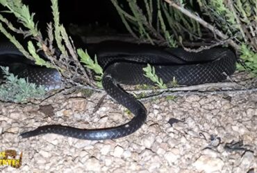 Possui hábitos diurnos, além de seu habitat preferido ser em lugares com vegetação densa, ao nível do solo.