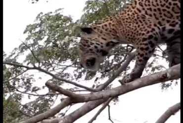 Onça-pintada dá magnífico salto e pega jacaré