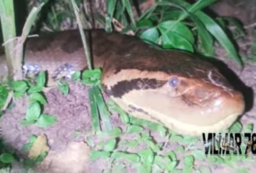 Uma enorme cobra sucuri foi vista circulando em um terreno no perímetro urbano e chamou a atenção dos moradores