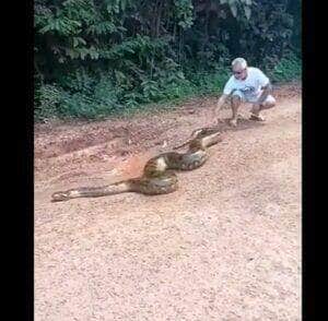 Uma das principais características das cobras sucuris, além do tamanho que chama a atenção, é o dimorfismo sexual, ou seja, nas quatro espécies, as fêmeas são maiores que os machos.