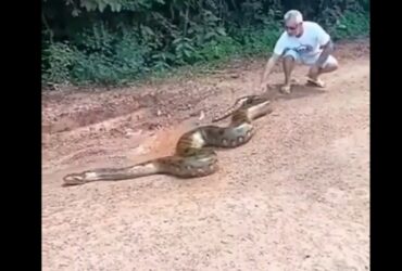 Uma das principais características das cobras sucuris, além do tamanho que chama a atenção, é o dimorfismo sexual, ou seja, nas quatro espécies, as fêmeas são maiores que os machos.