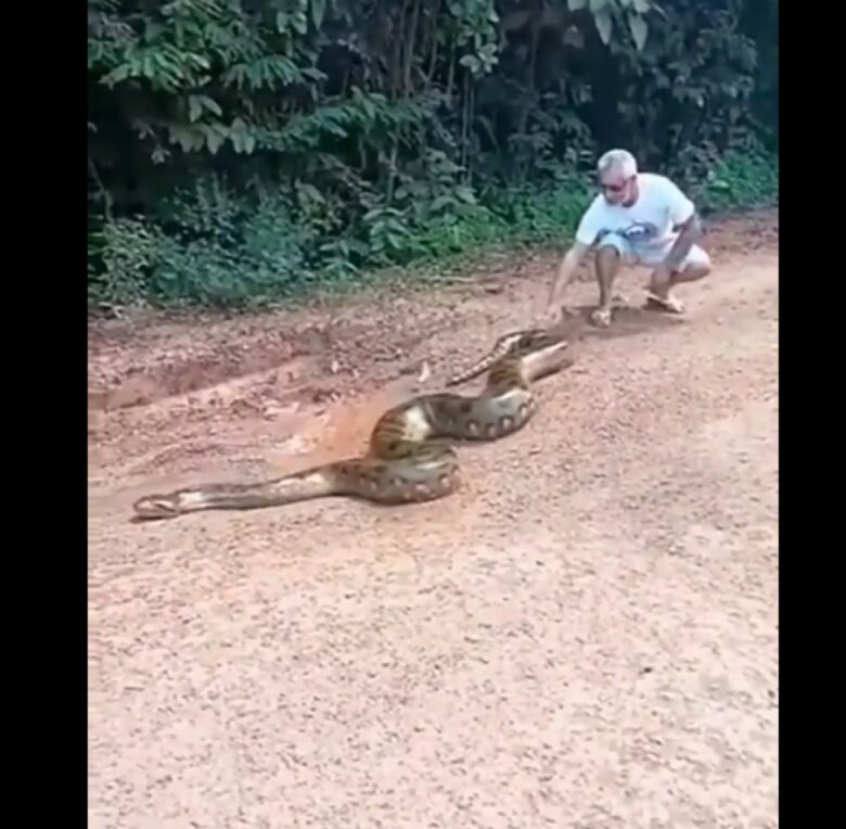 Uma das principais características das cobras sucuris, além do tamanho que chama a atenção, é o dimorfismo sexual, ou seja, nas quatro espécies, as fêmeas são maiores que os machos.