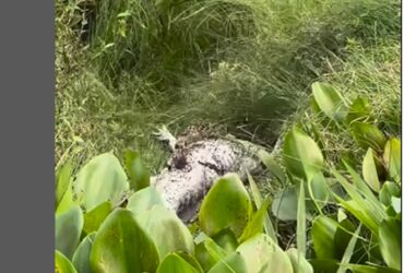 De acordo com Arruda, a onça encontrou o jacaré já morto e, mesmo assim, não pensou duas vezes em arrastá-lo para outro local e fazer uma deliciosa refeição.