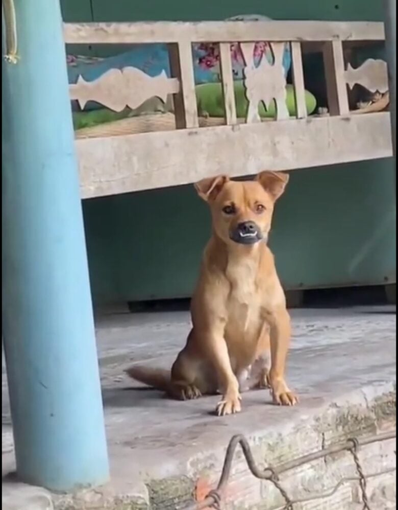 Ao longo dos séculos, através da domesticação, o ser humano realizou uma seleção artificial dos cães por suas aptidões, características físicas ou tipos de comportamento.