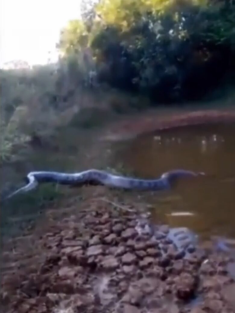 Cobra sucuri habita represa. A cobra é tão grande que ninguém tem coragem de tomar banho no local.