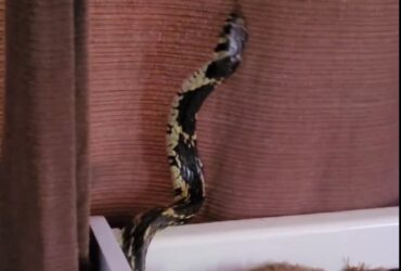 A cobra caninana se difere das demais cobras não peçonhentas, como a jiboia, por exemplo, pela sua cor amarelada e manchas pretas.