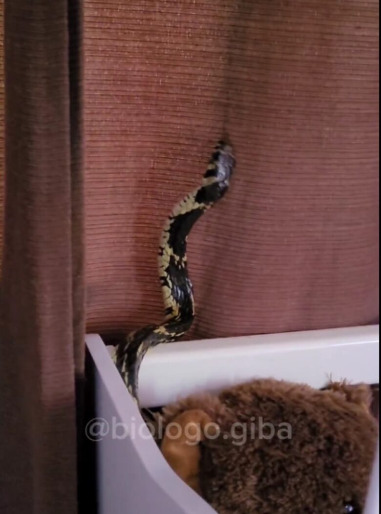 A cobra caninana se difere das demais cobras não peçonhentas, como a jiboia, por exemplo, pela sua cor amarelada e manchas pretas.