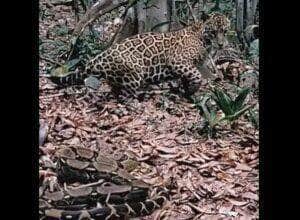 A jiboia é uma serpente da família Boidae, sendo encontrada nas Américas, África, na Europa, na Ásia e em algumas Ilhas do Oceano Pacífico.