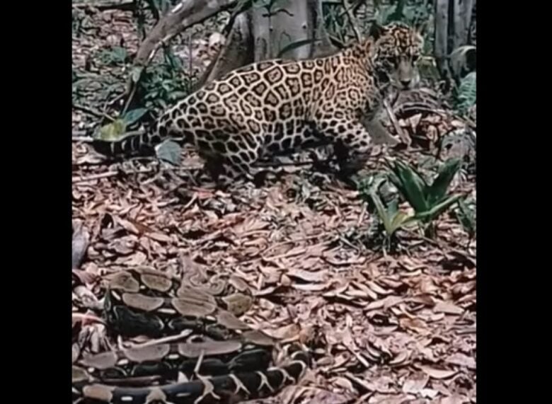 A jiboia é uma serpente da família Boidae, sendo encontrada nas Américas, África, na Europa, na Ásia e em algumas Ilhas do Oceano Pacífico.