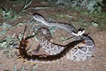 Incrível batalha entre poderosa cobra cascavel e gigantesca lacraia.