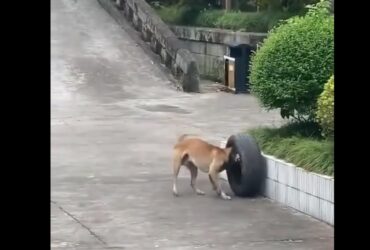 Ao longo dos séculos, através da domesticação, o ser humano realizou uma seleção artificial dos cães por suas aptidões, características físicas ou tipos de comportamento.