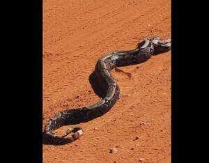 A jiboia é uma serpente da família Boidae, sendo encontrada nas Américas, África, na Europa, na Ásia e em algumas Ilhas do Oceano Pacífico.