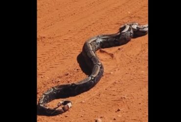 A jiboia é uma serpente da família Boidae, sendo encontrada nas Américas, África, na Europa, na Ásia e em algumas Ilhas do Oceano Pacífico.