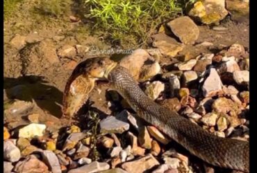 A maior parte das cobras-capelo põe ovos e a maior parte delas os abandona pouco depois da ovoposição. No entanto, algumas espécies são ovovivíparas e retêm os ovos dentro dos seus corpos até se encontrarem prestes a nascer.